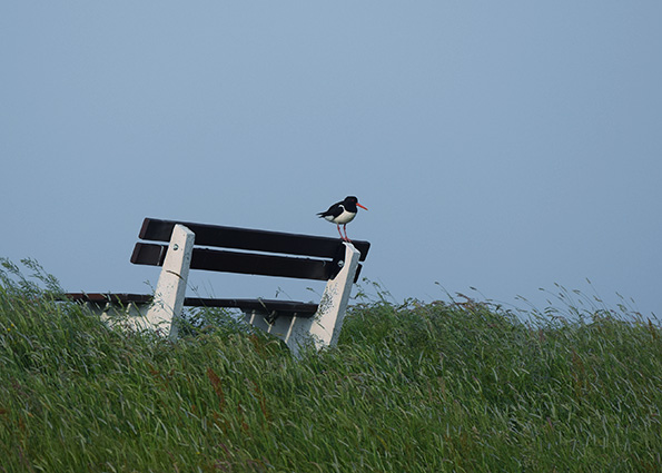Austernfischer auf einer Bank.
