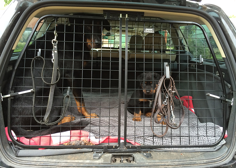 Die Hunde im Kofferraum.