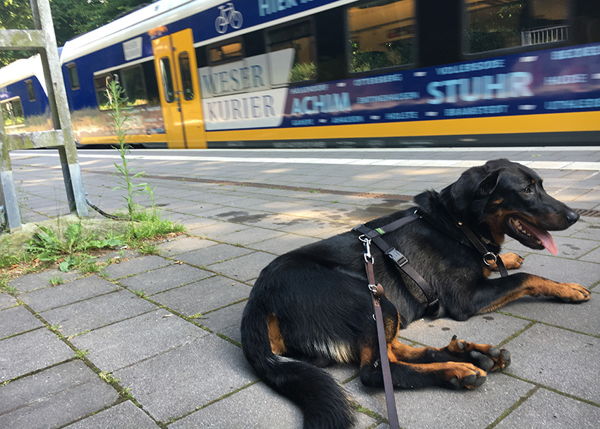 Zug fährt an Beauceron vorbei..