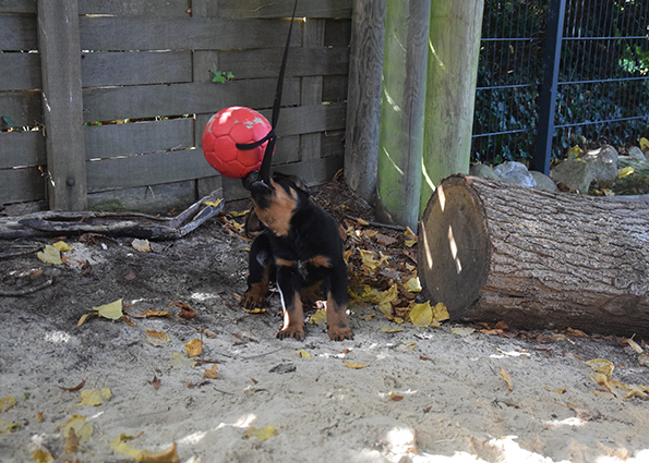 Beauceronwelpe beim aktiven Spielen