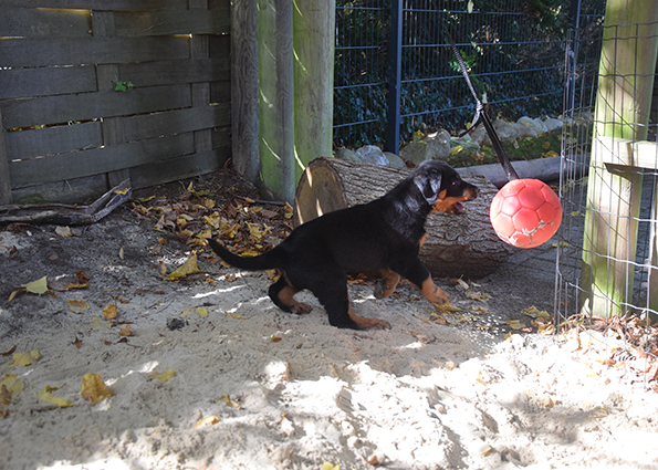 Spielen mit einem Ball