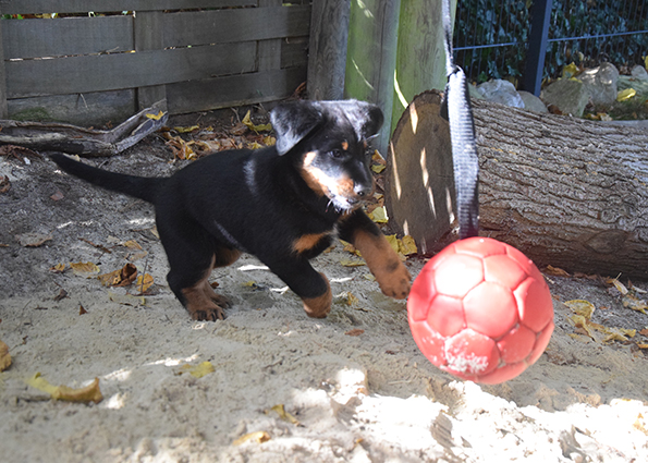Beauceronwelpe spielt.