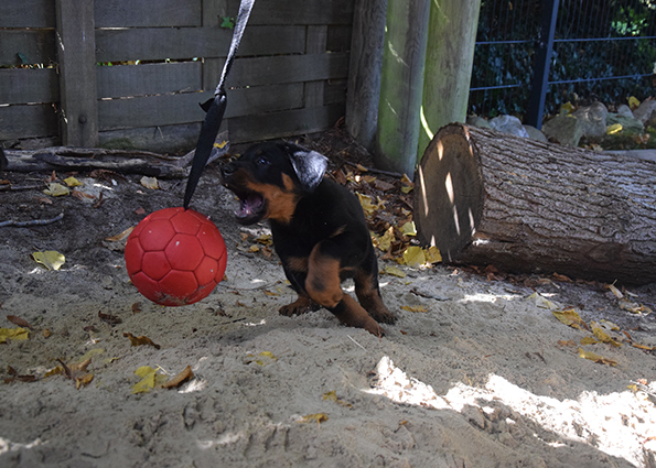 Sportlich ist der Beauciwelpe unterwegs