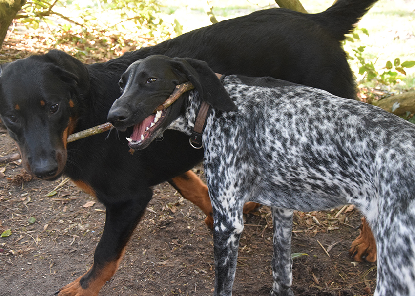 Deutsch Kurzhaarhündin zu Besuch bei Beauceron Rüden.