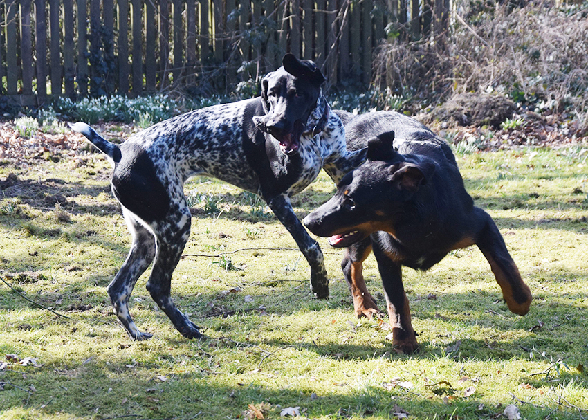 Tipo und Bea im Garten.