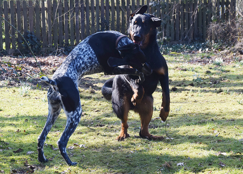 Beauceron vs Deutsch Kurzhaar.