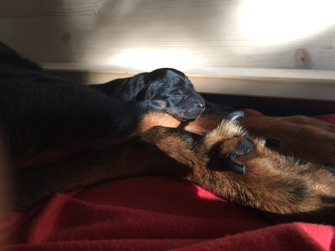 ...der welpe des Beauceron oder Berger de Beauce