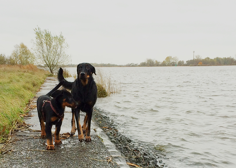 Tipo und Cleo in Neuenkirchen.