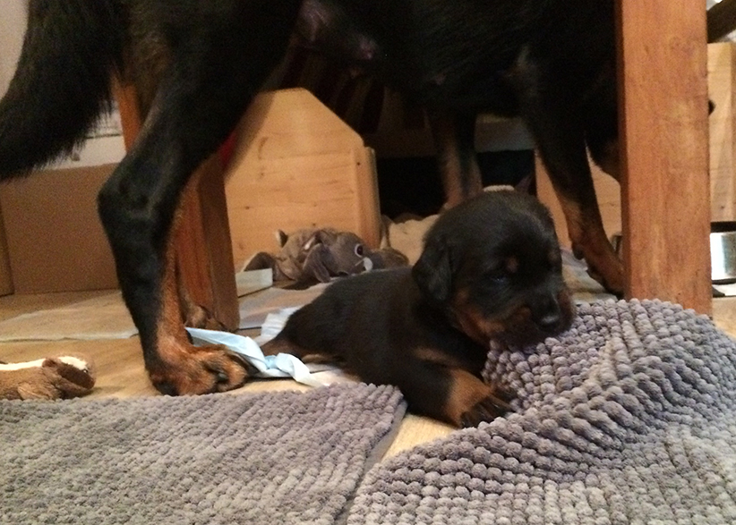 Der Welpe übt seine Zähne.