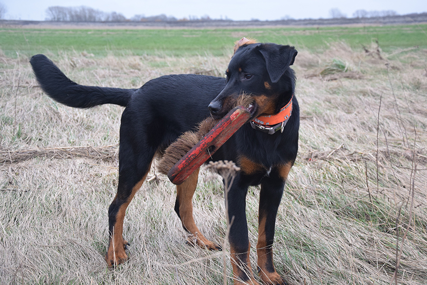 Sechs Monate alter Beauceron.