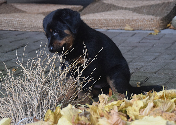5 Wochen alter Beauceron