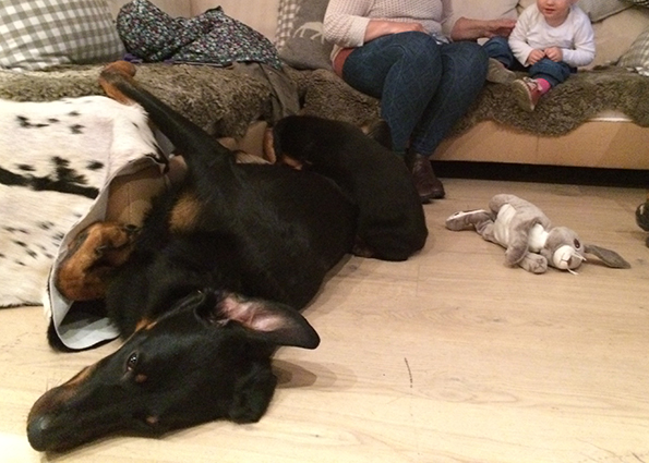 Cleo säugt in Rückenlage.