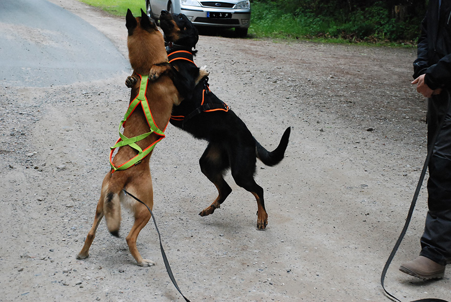 Cleo mit Best einem belgischen Schäferhund