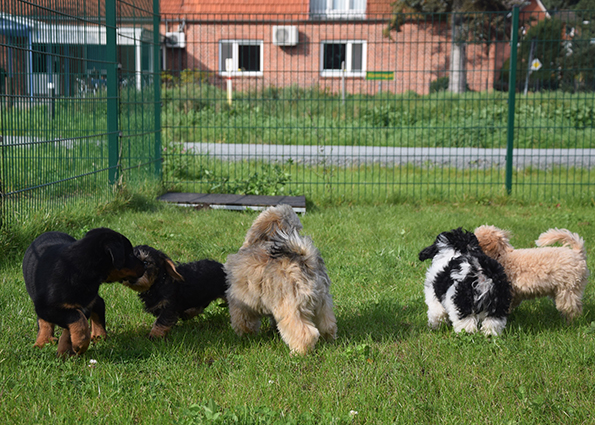 Beauceron Welpe mit anderen Welpen.