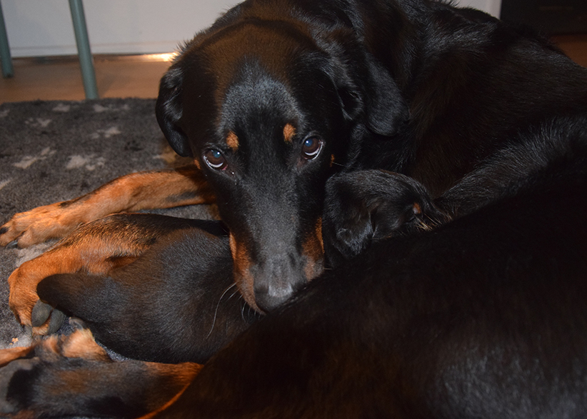 Die Beauceronhündin möchte ihren Welpen jetzt niemandem zeigen.