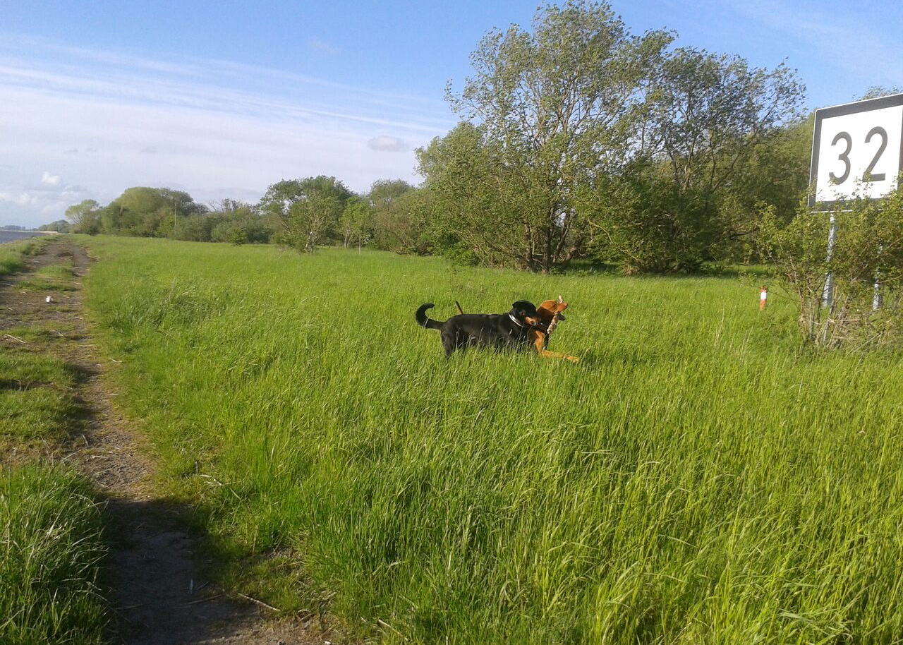 An der Weser Cleo mit Bosco ungarischem Vislar