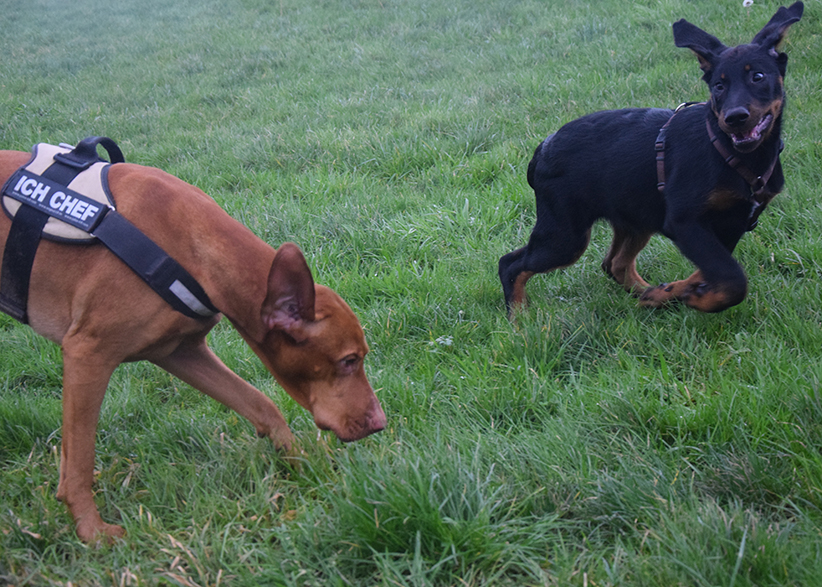 Tipo trifft auf Magyar Vizslar-Rüden "Bosco" an der Weser.