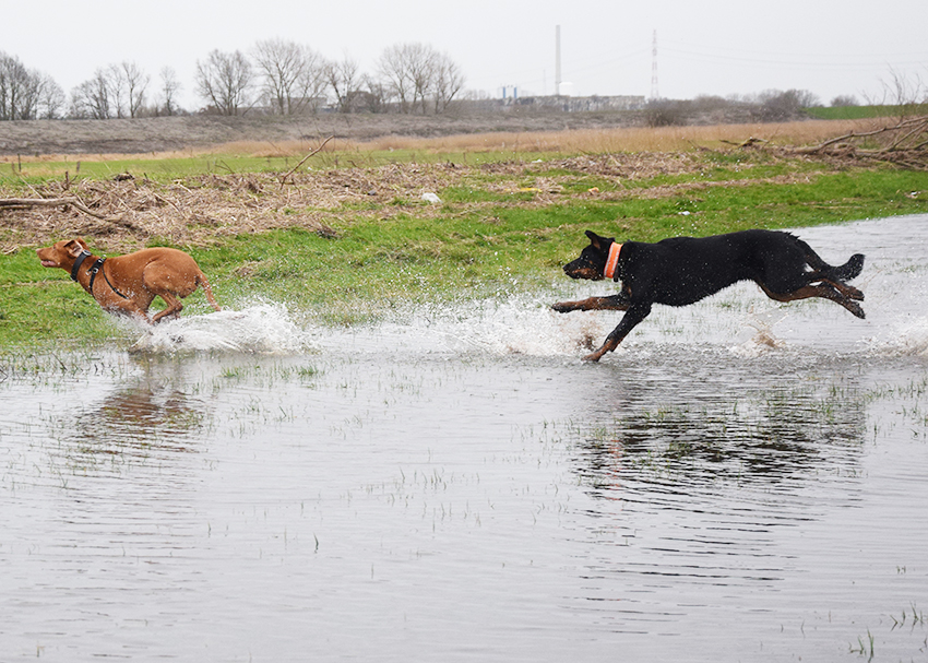 Vislar und Beauceron jagen durchs Wasser..