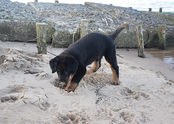 Ein bisschen Buddeln.