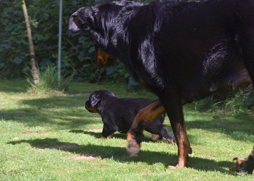 Cleo und Tipo erkunden das 2. Mal den Garten