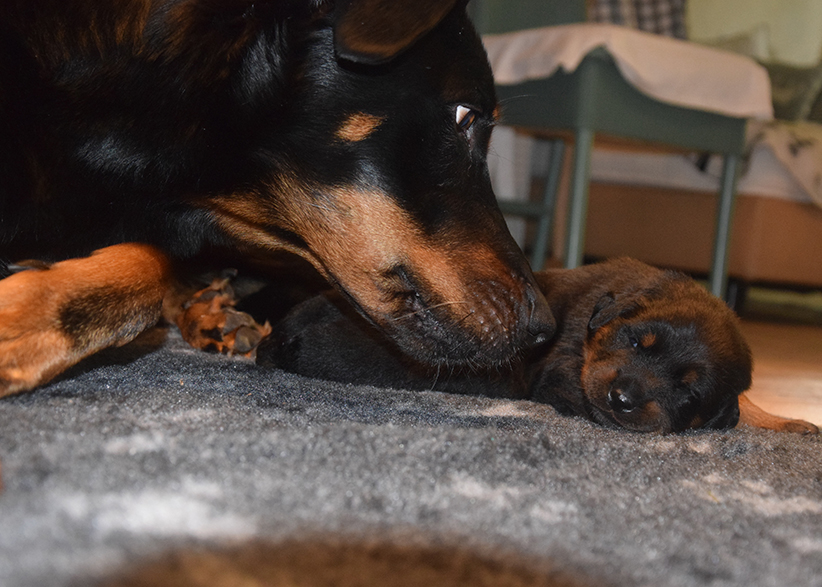 Welpe beginnt mit dem öffnen der Augen.