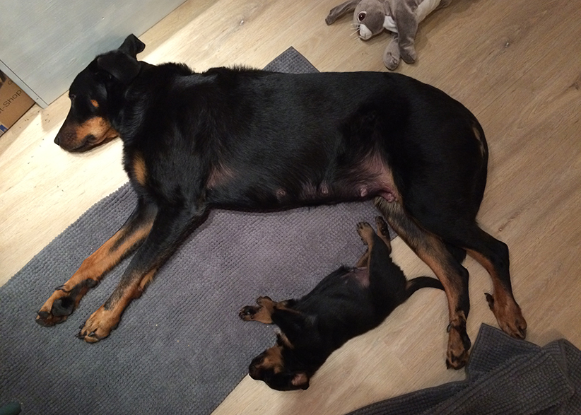 Mutter und Welpe liegen ausgestreckt nebeneinander.