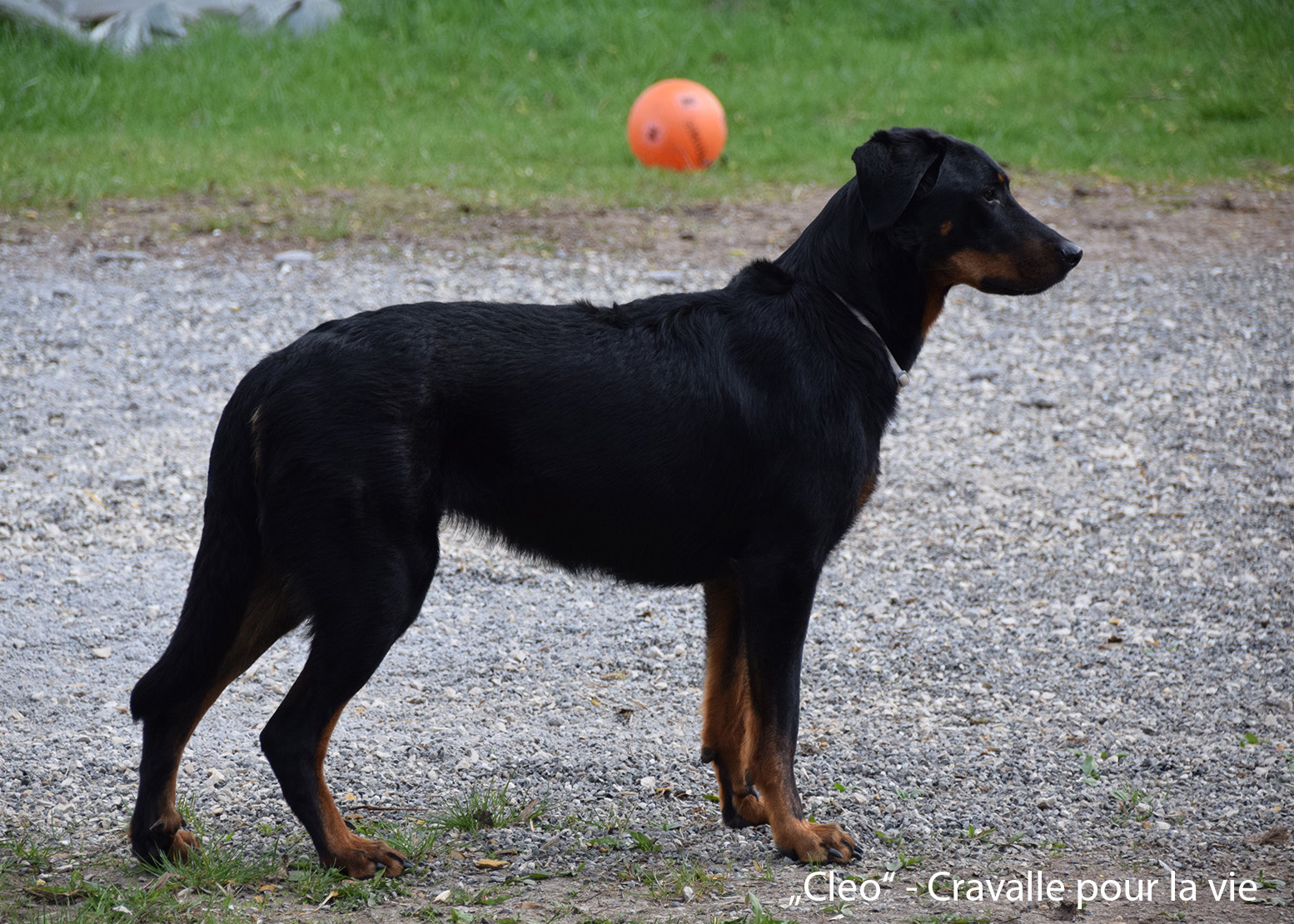 Bild Beauceron caravalle pour la vie