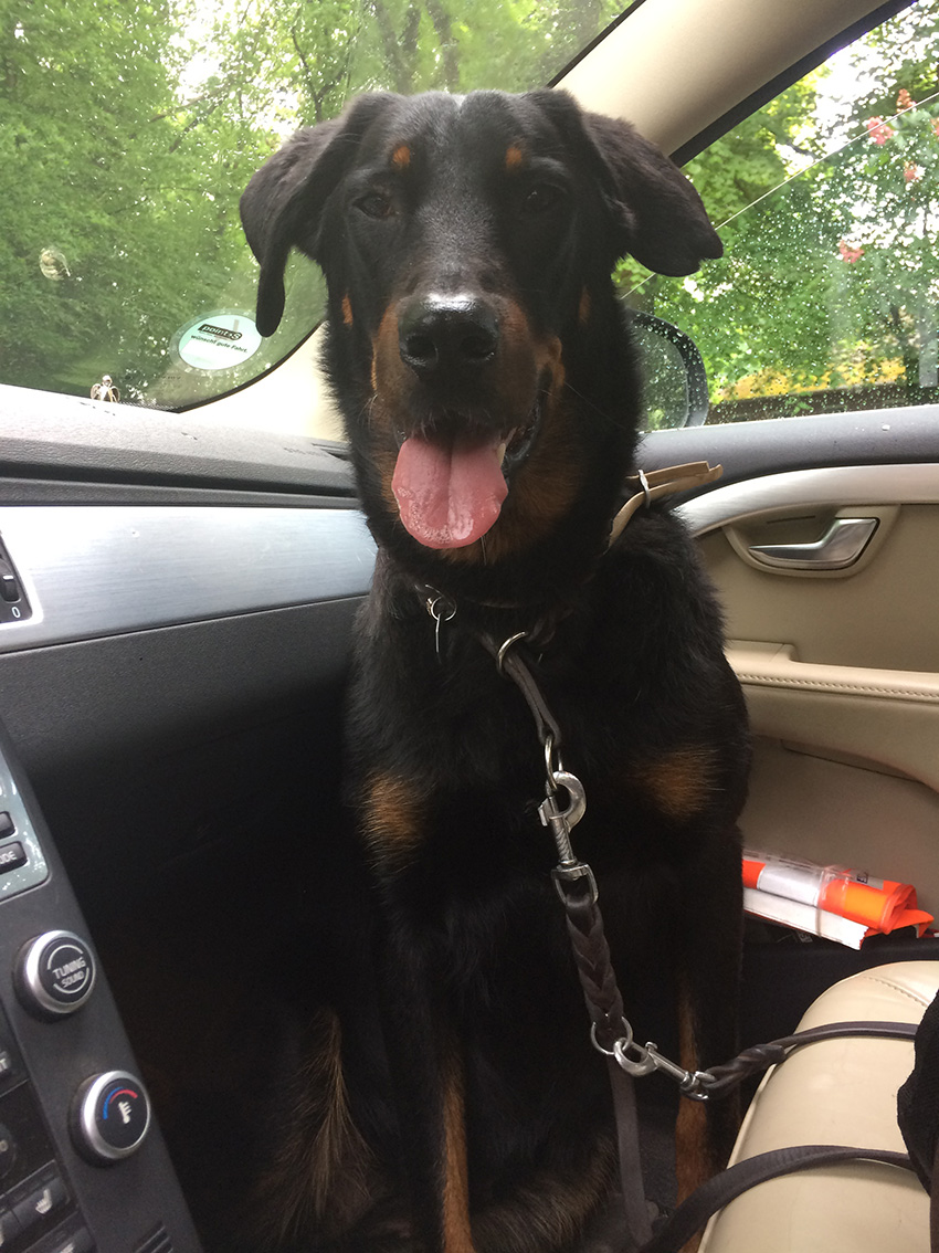 Beauceron Hündin am ihrem 5. Geburtstag.