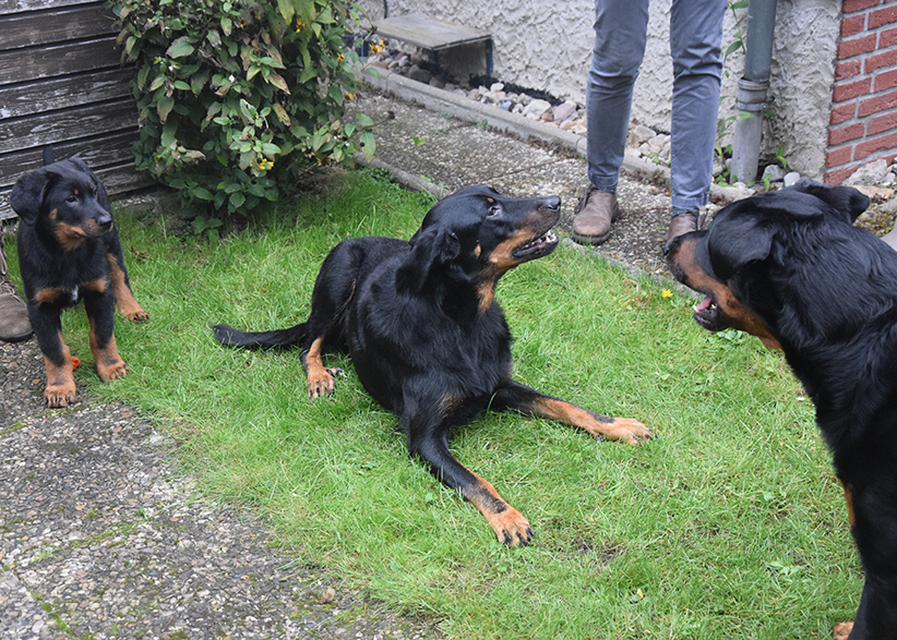 Zusammentreffen von der Beauceronfamilie.
