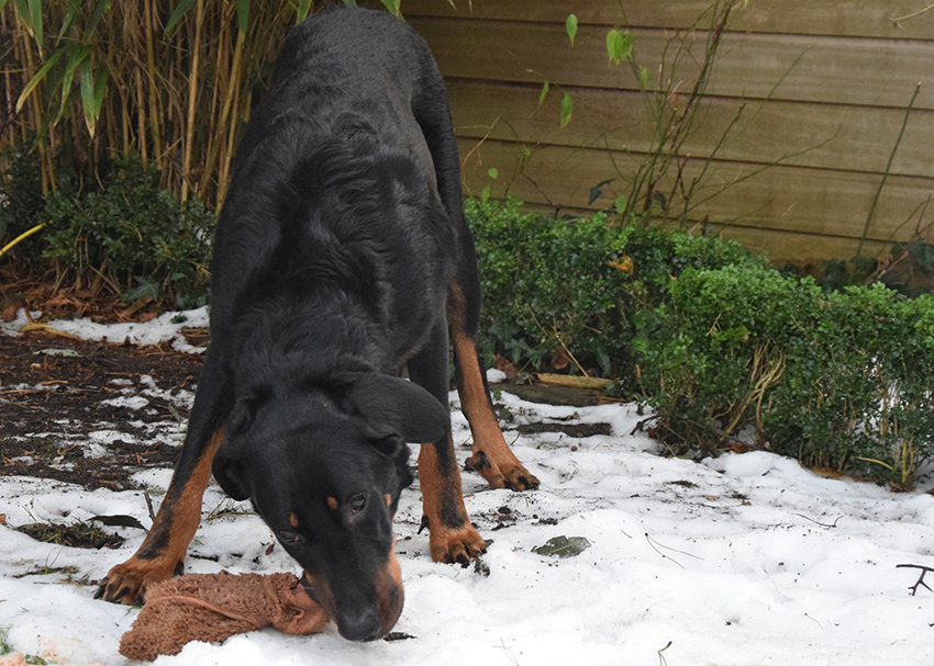 Beauceron verzehrt Damwildpansen.