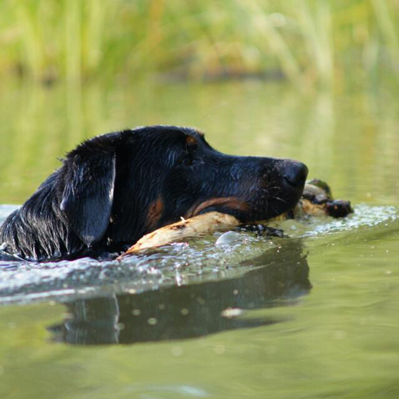 Hiver de Lusan schwimmt