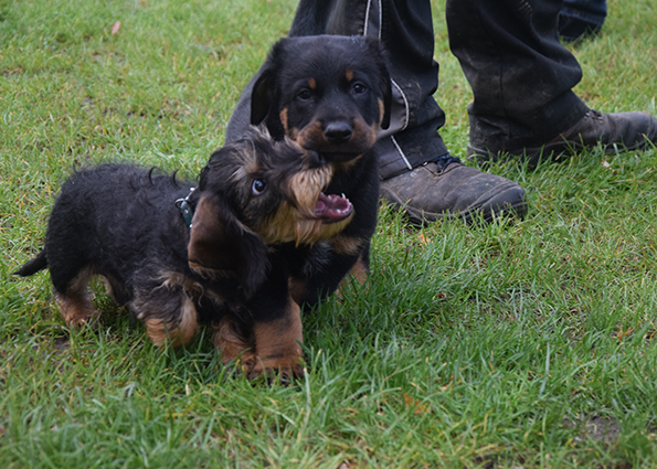 Der Dackel ist am frechsten.