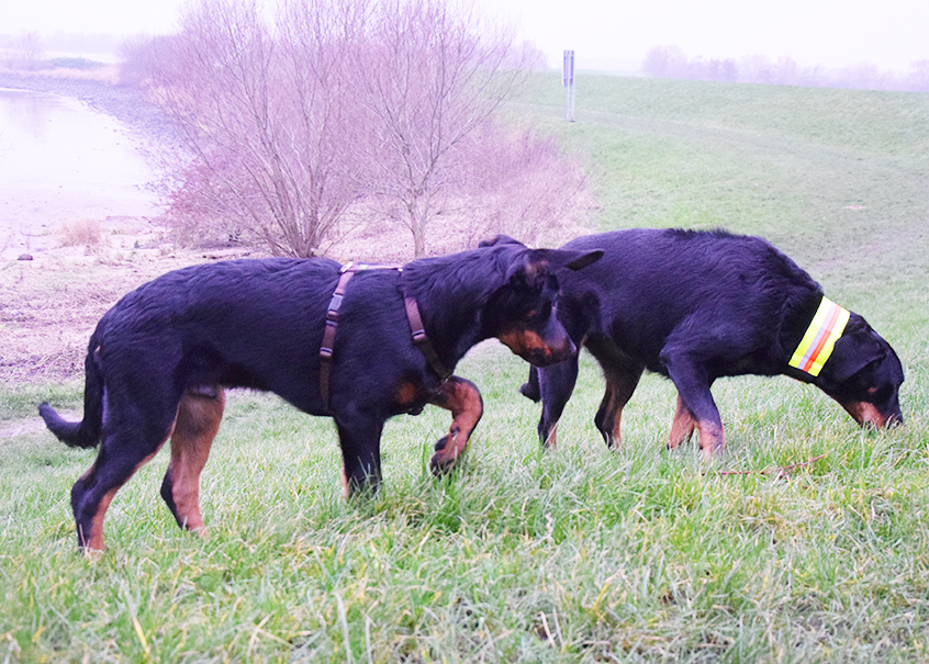 Beide Beauceron am Deich.