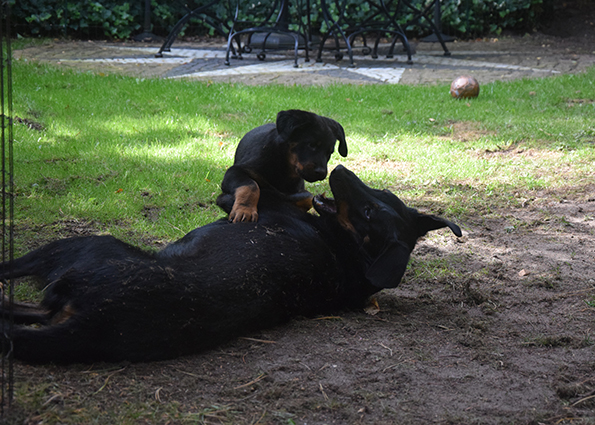 Welpe tobbt mit seiner Mutter.