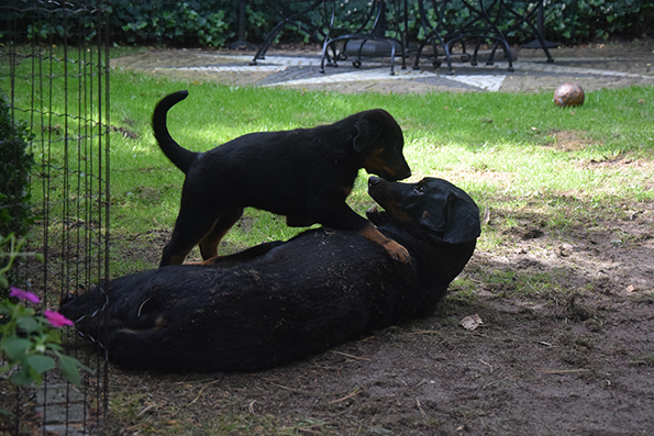 Beauceronwelpe spielt mit seiner Mutter.