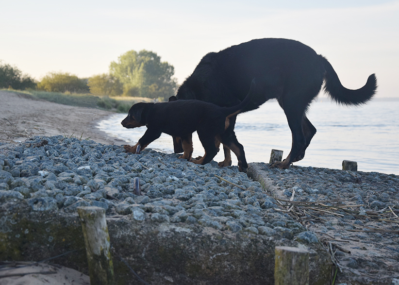Tipo und Cleo and er Weser.