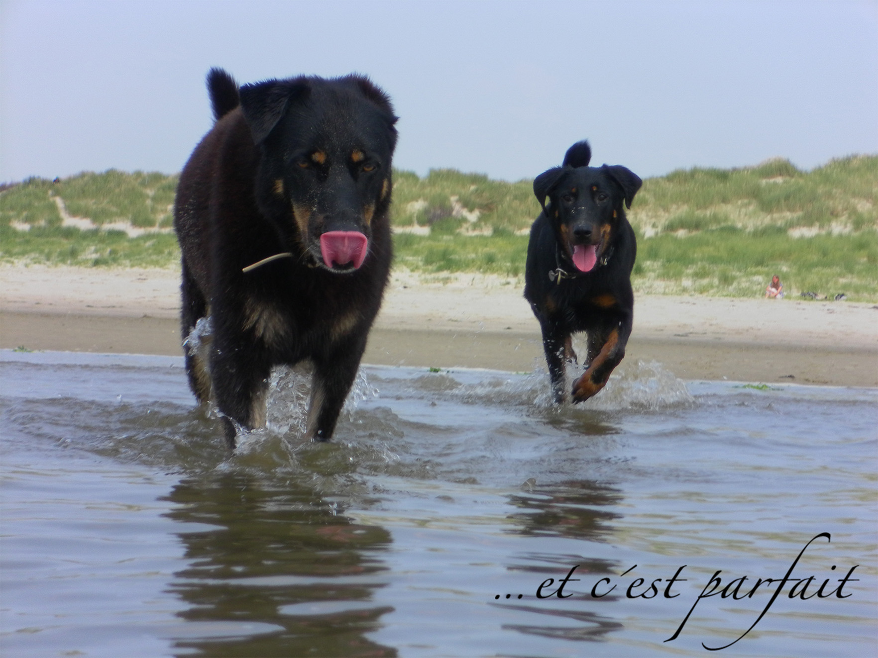 Cleo und Princess, African Hybrid