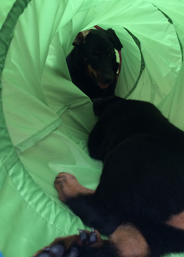 Beauceronwelpe mit Mutter beim Toben.