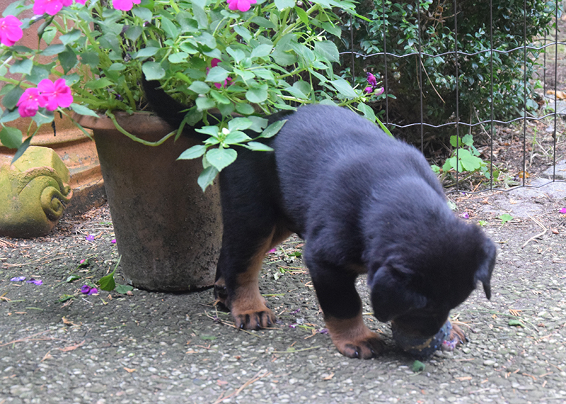 Tipo erkundet sein Reich
