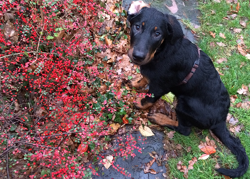 Erster Kratzer am Kopf von Tipo.