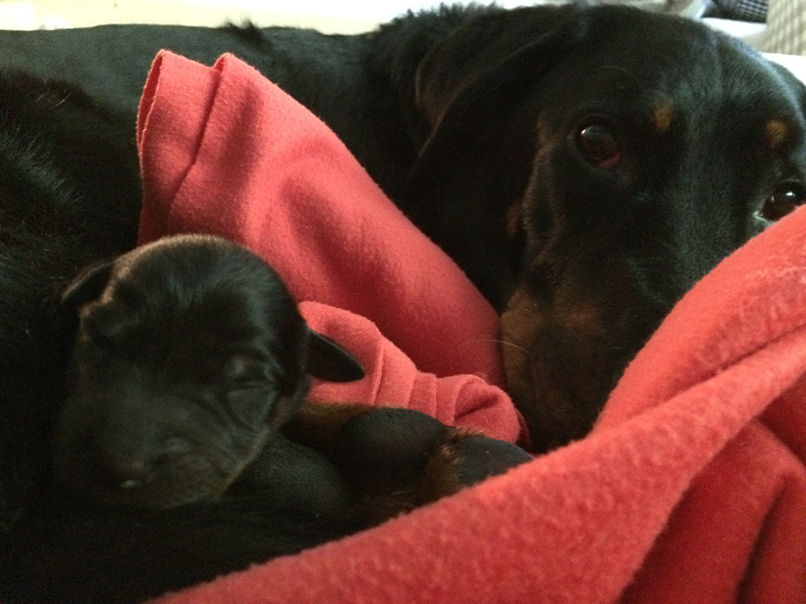 Erstes Portrait von Welpe mit Mutter