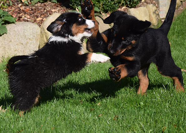 Tipo spielt mit Australiensheperd.