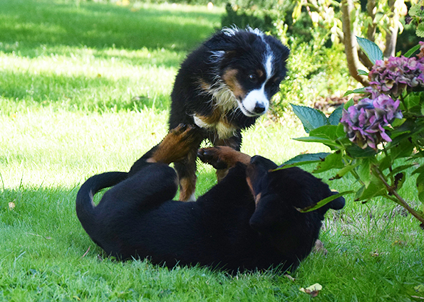 Tipo spielt mit Australiensheperd.