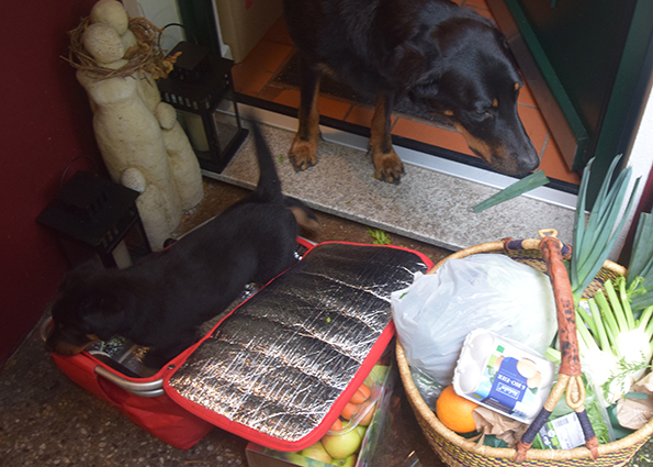 Tipo untersucht den Einkauf.