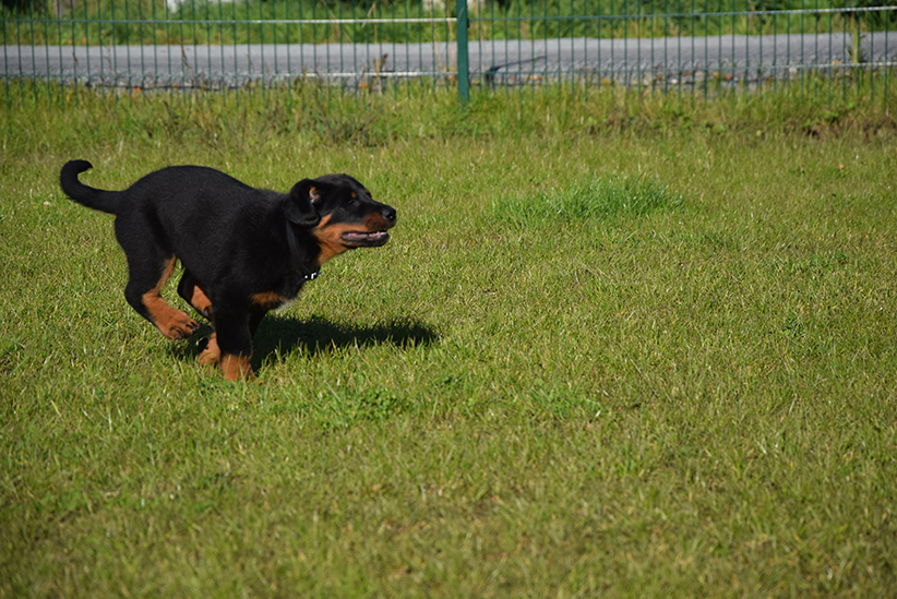 Mutter pflegt ihren Welpen.