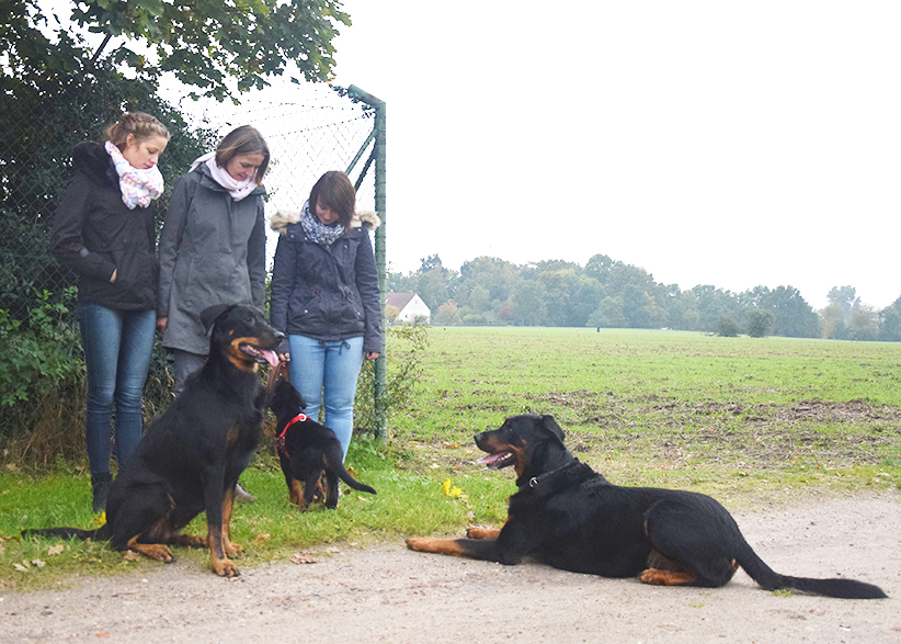 Alle zusammen mit der Beauceron Familie.