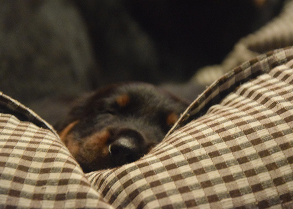 Perfekt zum Schlafen.