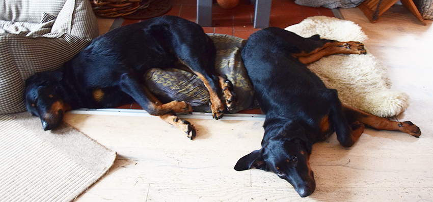 Beauceron Mutter hat die gleiche Größe wie der sechs Monate alte Sohn.