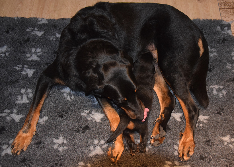 Beauceron mit einem Welpen