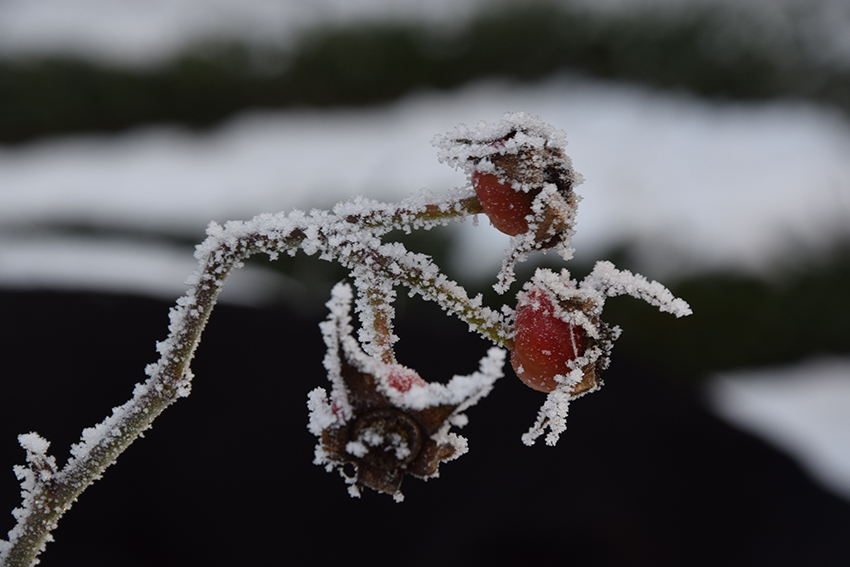 Hagebuten einer Rose im Frost.